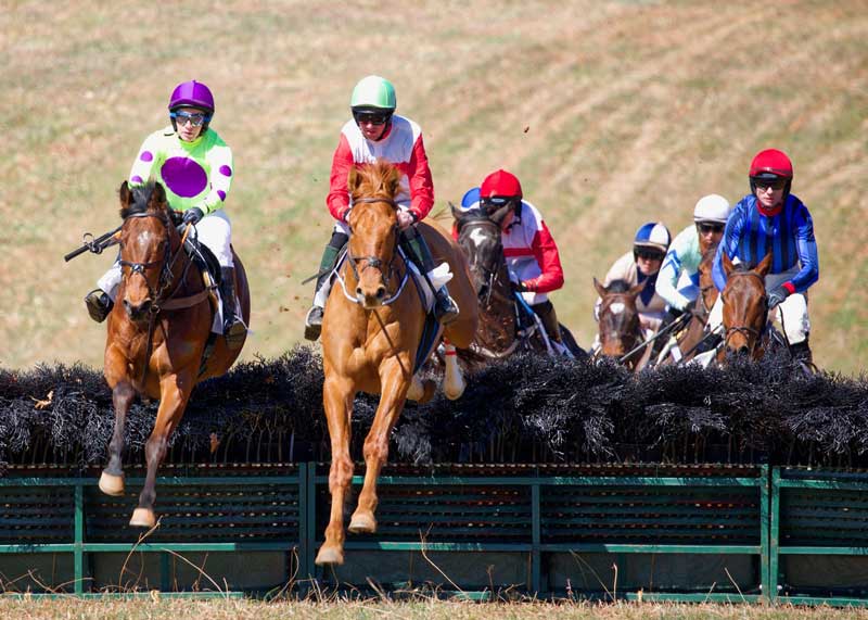 steeplechase riders jumping a brush fence
