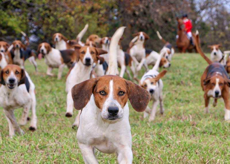 several hounds approaching camera at a run