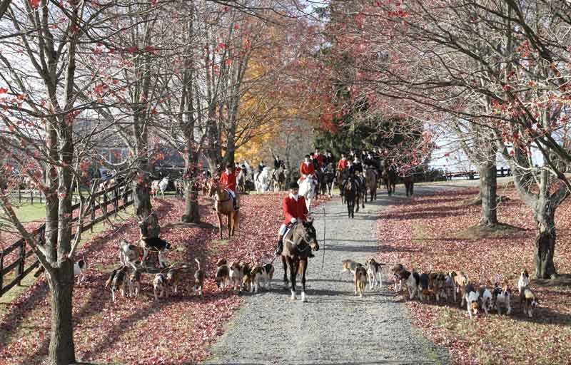 Group of horse riders going fox hunting riding down gravel road in fall.