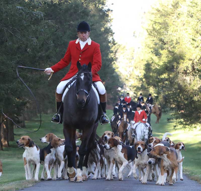 Warrenton Hunt opening fox hunting meet. Man in red coat rides horse surrounded by hounds.