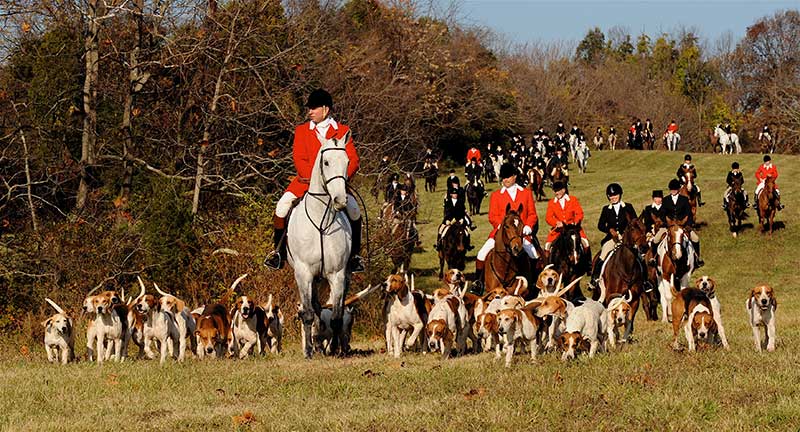 warrenton hunt huntsman with hounds