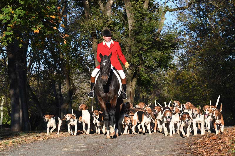 Warrenton Hunt Huntsman and hounds