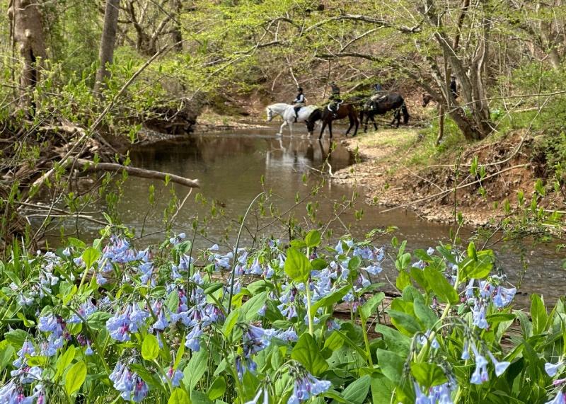 horses crossing a stream with bluebells in foreground