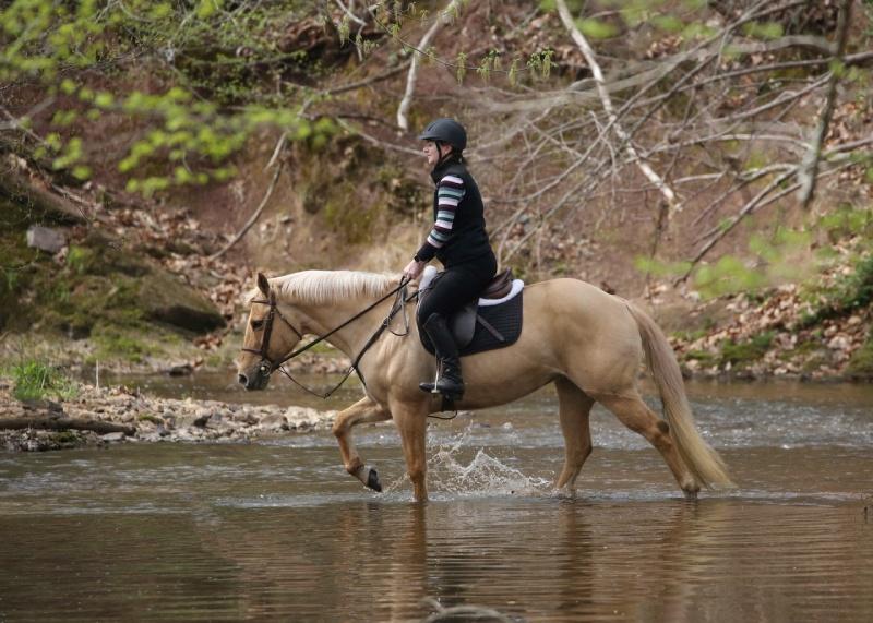 horse and rider walking through stream
