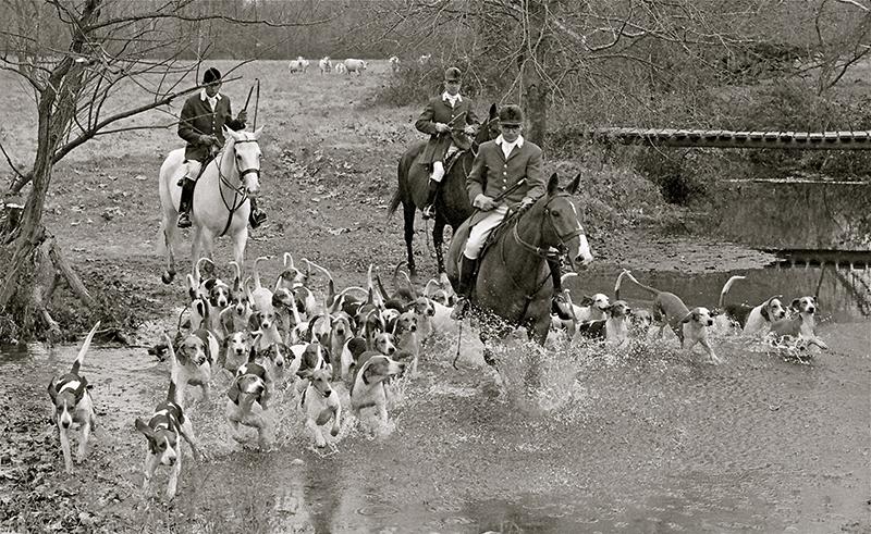 3 foxhunters with pack of hounds crossing water