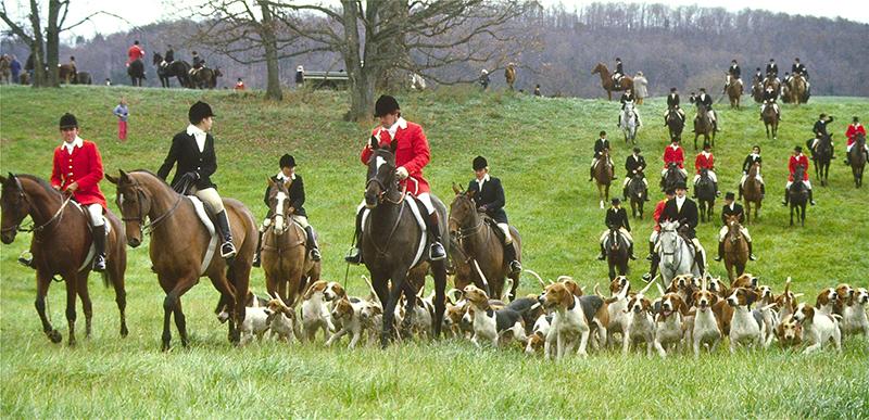 foxhunters and hounds at opening meet