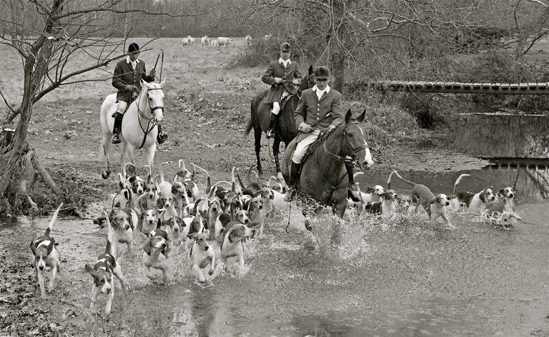 3 Hunt riders crossing stream with hounds