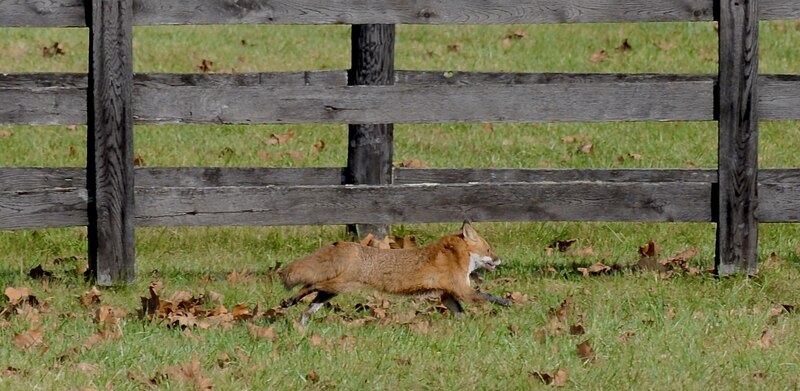 Fox running in front of fencing