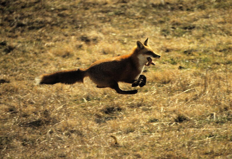 Fox running across field