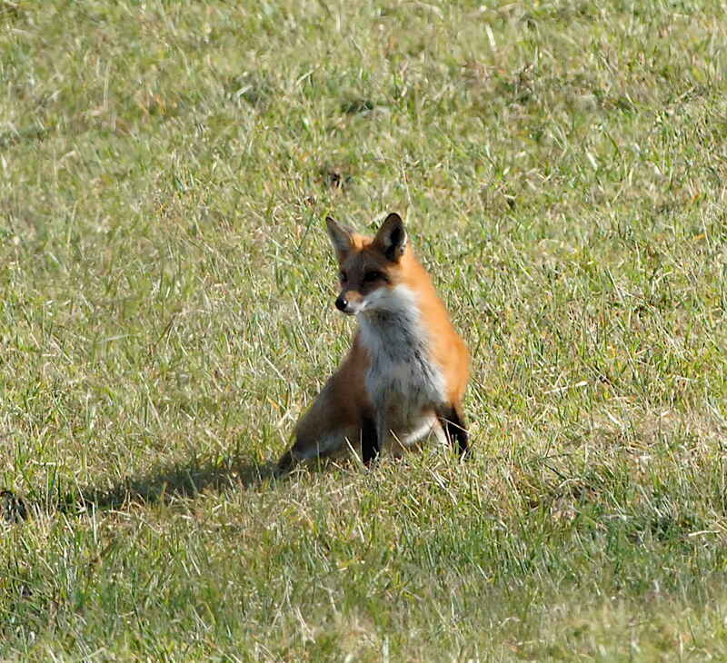 Fox sitting in field