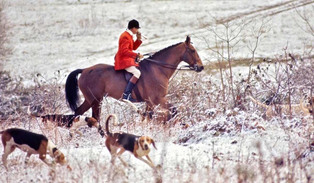 Huntsman blowing horn while riding with hounds through rough field with frost