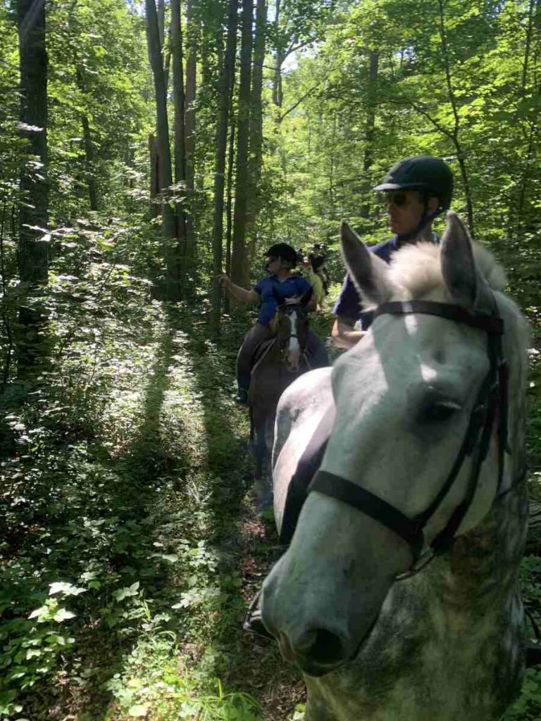 horse in the woods on trail ride