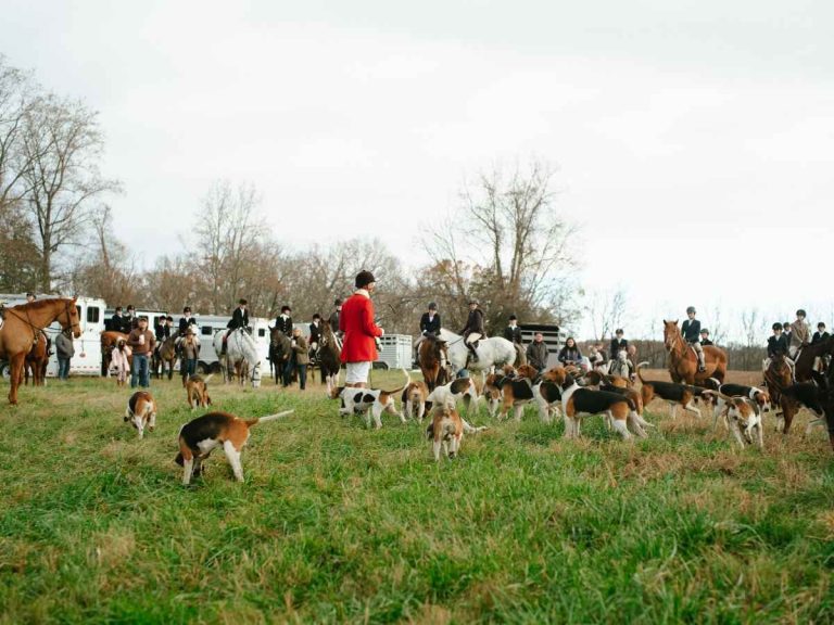 Hounds in field with huntsman and mounted riders