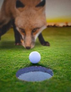 Fox staring at golf ball next to hole.