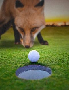 Fox staring at golf ball next to hole.
